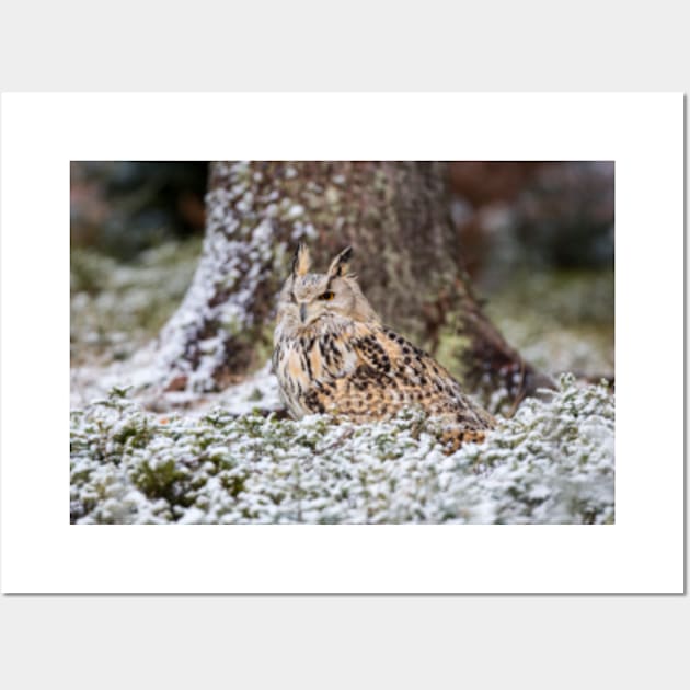 Western Siberian Eagle Owl Wall Art by Femaleform